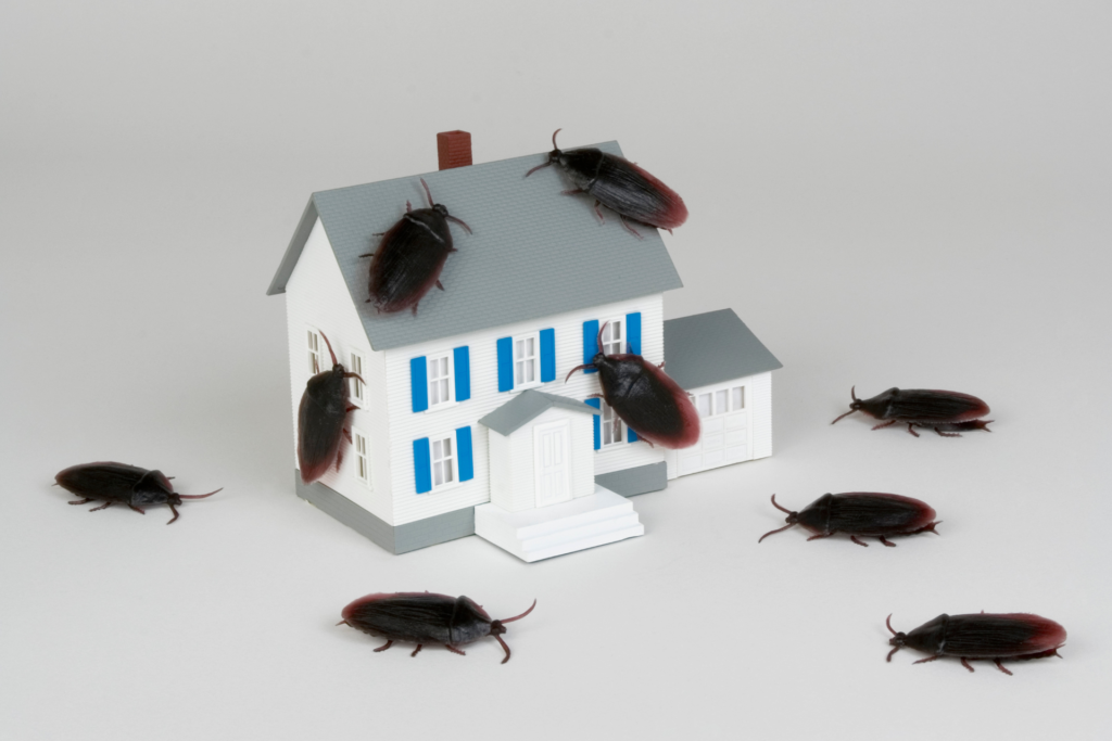 Intervention pour éliminer blattes te cafards dans les logements et locaux à Montreuil