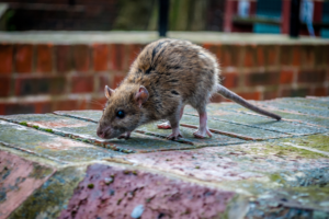 Un rat attiré par la nourriture dans une copropriété